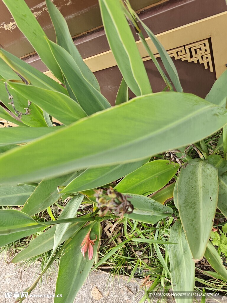翠绿生机的植物叶片
