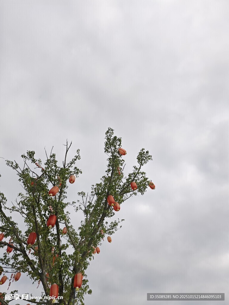 枝头硕果天空阴沉