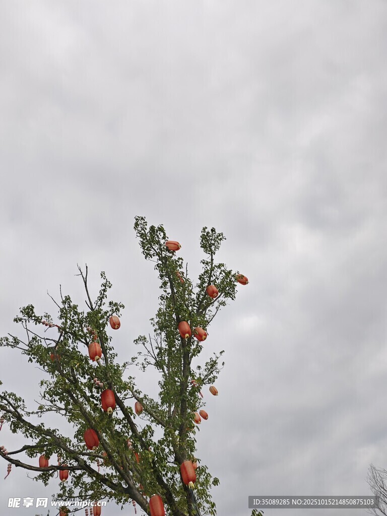 枝头果实映灰蒙天空