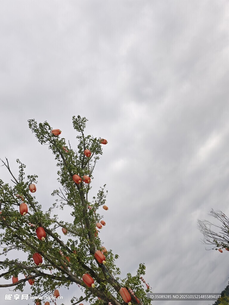 枝头红果映灰白天空