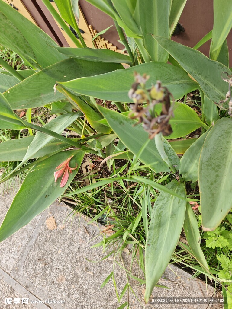 绿叶丛中的紫色小花