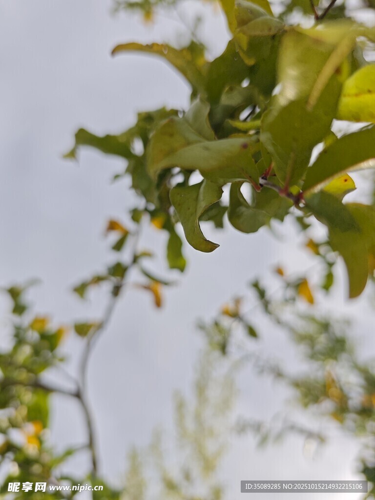 绿叶繁茂的植物枝头