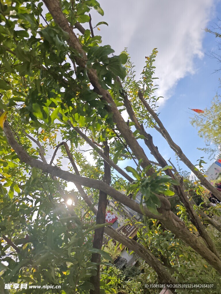 阳光透过枝叶洒下的美景