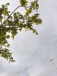 仰视绿树与天空景象