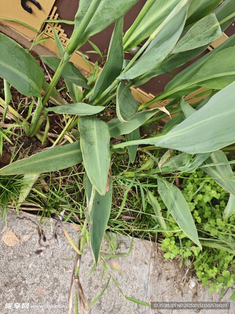墙边绿植生机勃勃