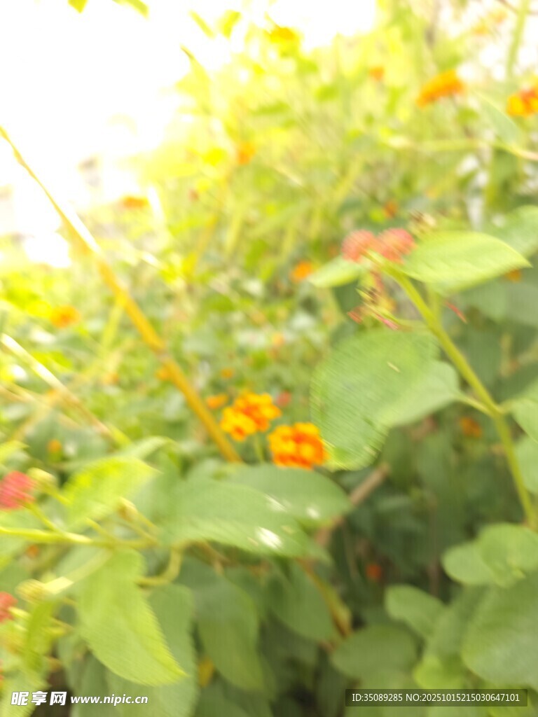阳光下的多彩花卉植物
