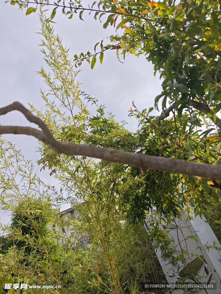 弯曲树枝下的绿植景观