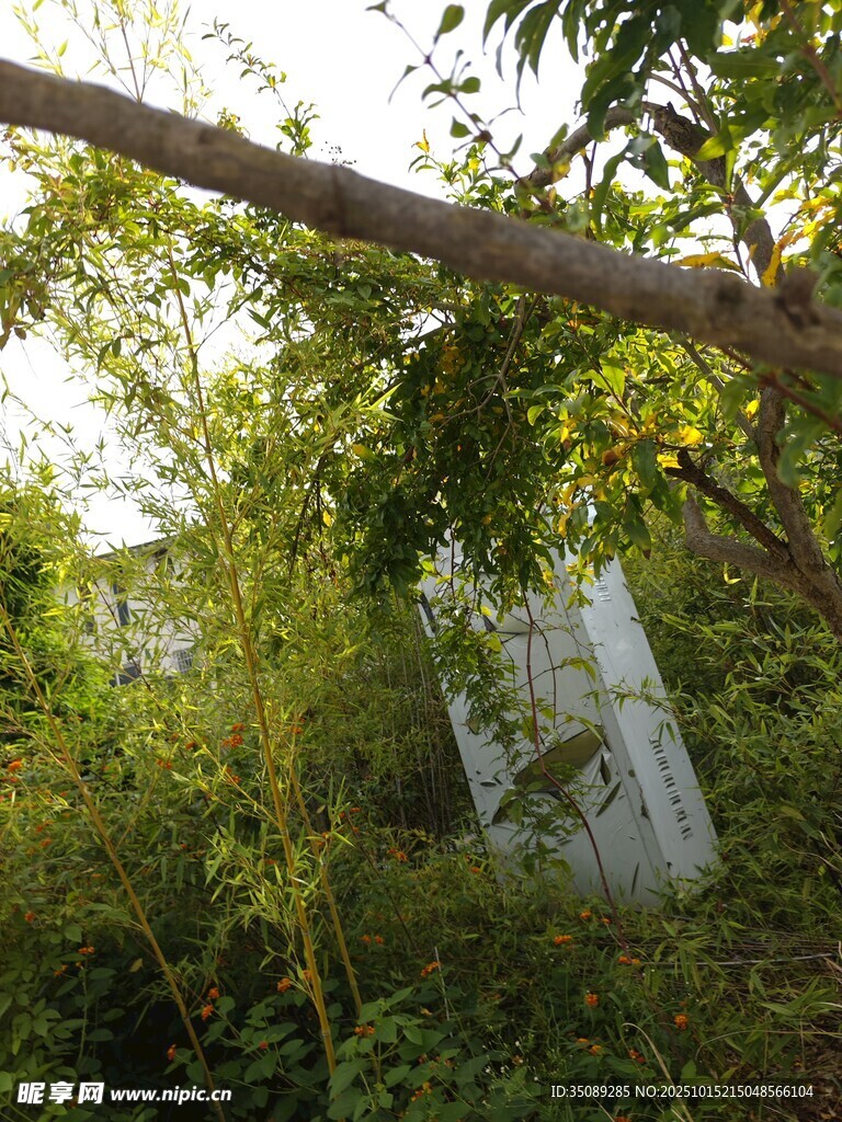 林间隐秘的白色物体