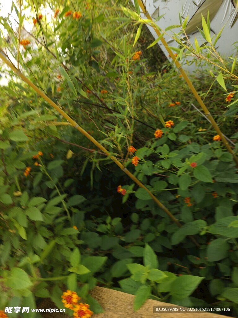 绿叶间的橙色小花