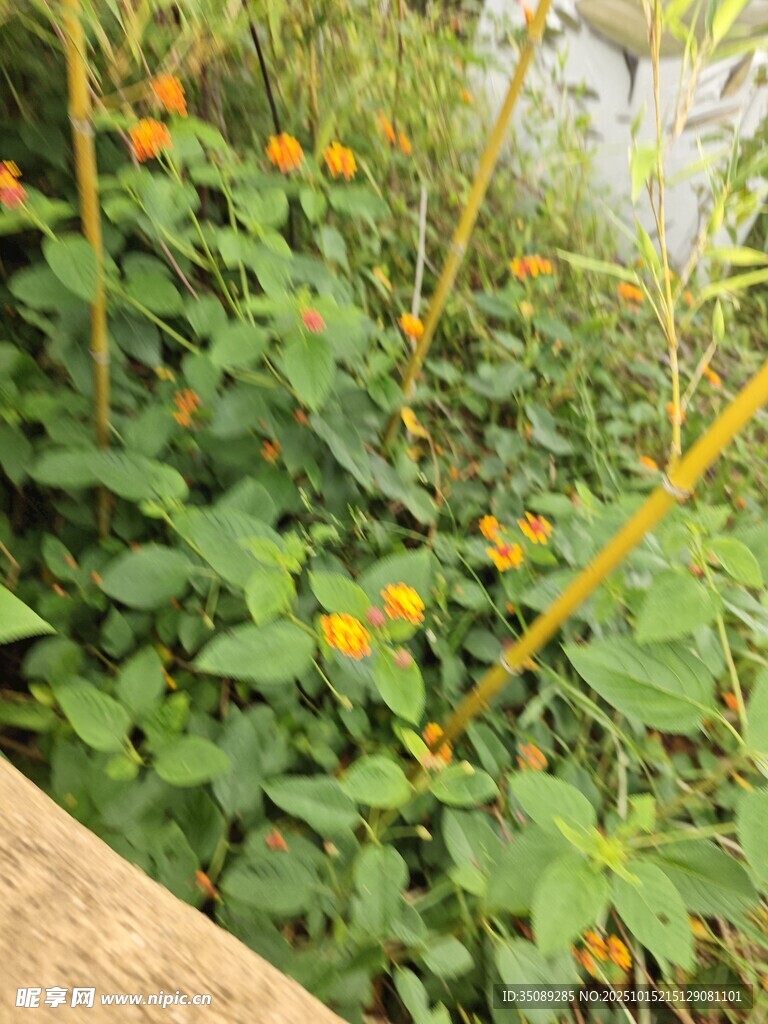 绿叶黄花的自然景致