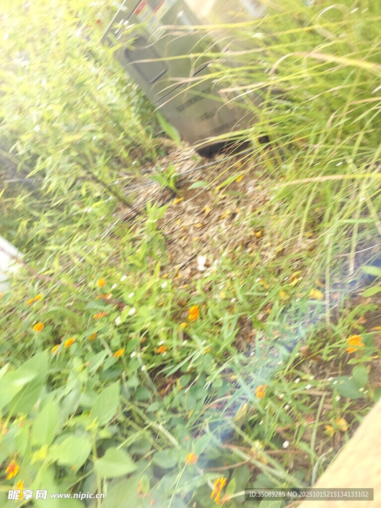 花园绿植景观