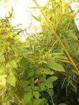繁茂绿植中的鲜艳小花