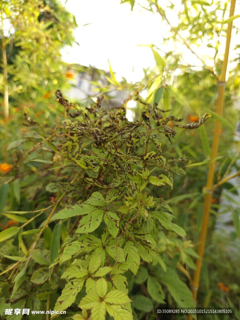 繁茂绿植展现自然生机