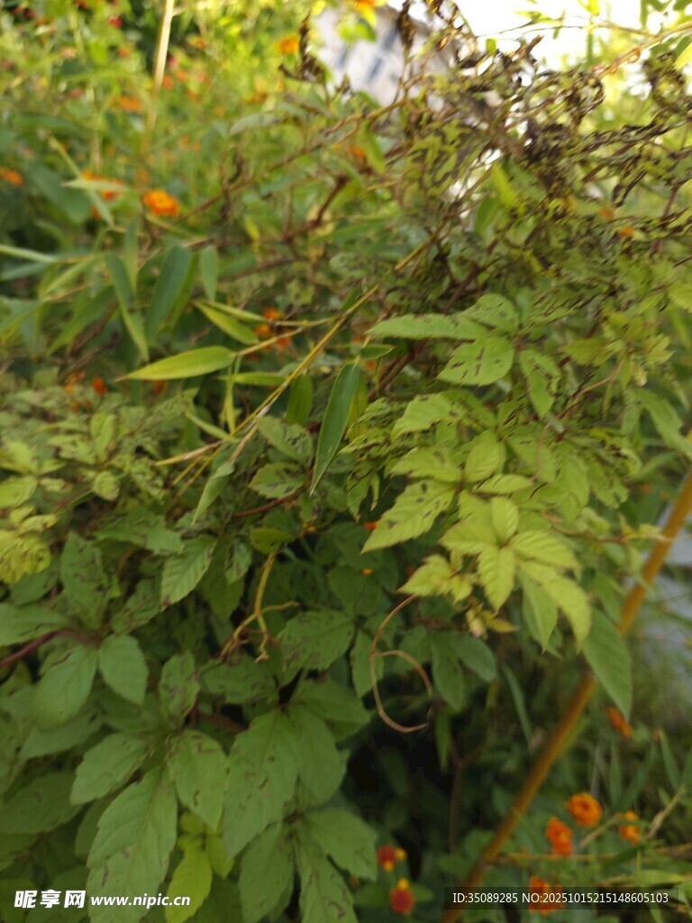 绿叶间的橙色小花