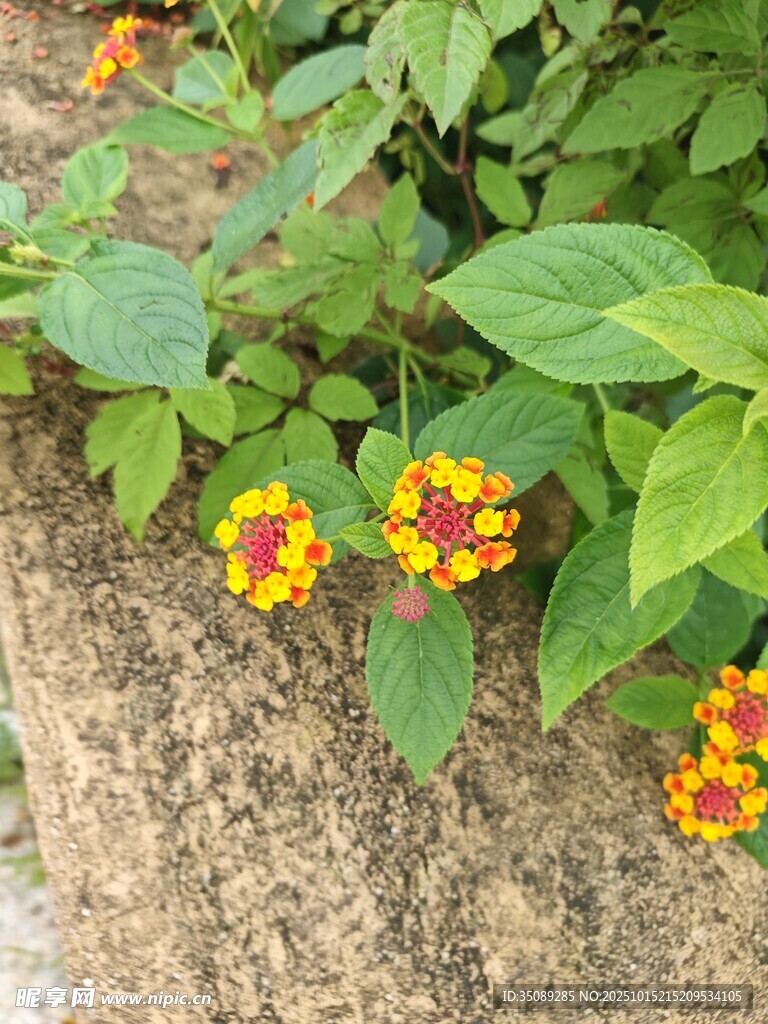 石旁多彩马缨丹小花
