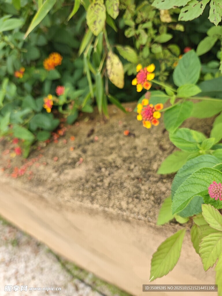 花坛边的多彩小花