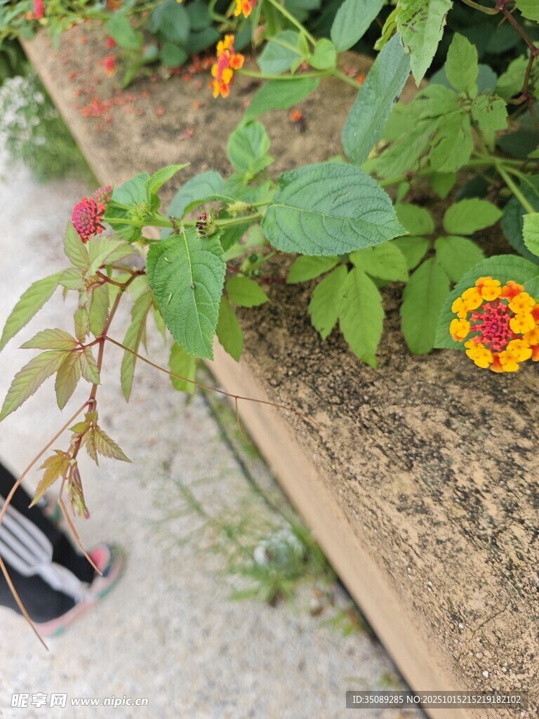 墙边绽放的多彩小花