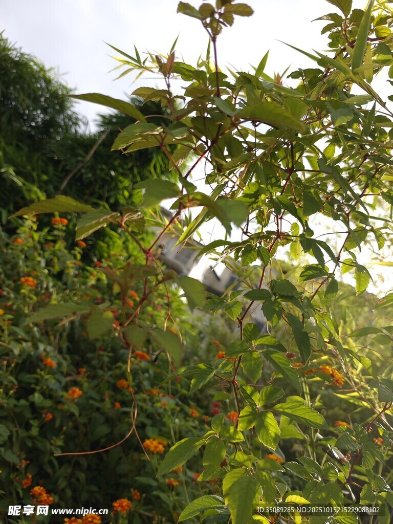 繁茂绿植展现自然生机