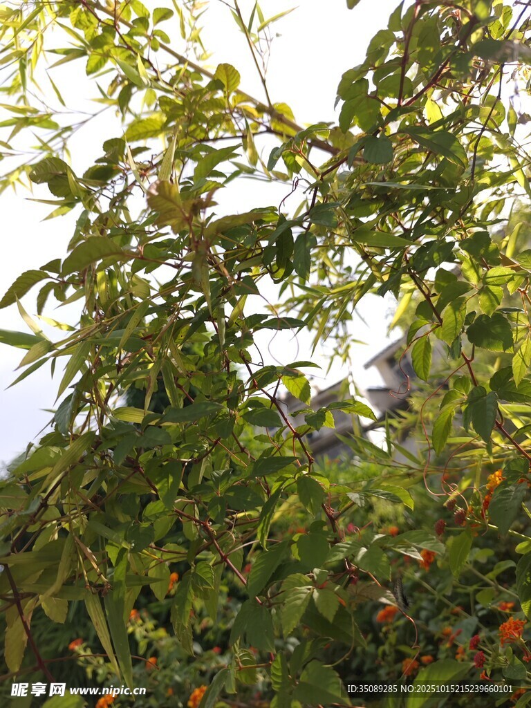 繁茂果树果实点缀枝头