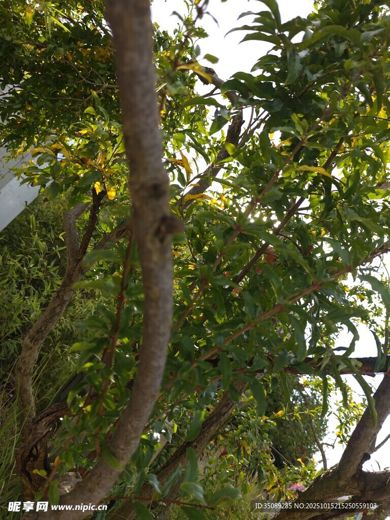 繁茂树枝下的绿意景致