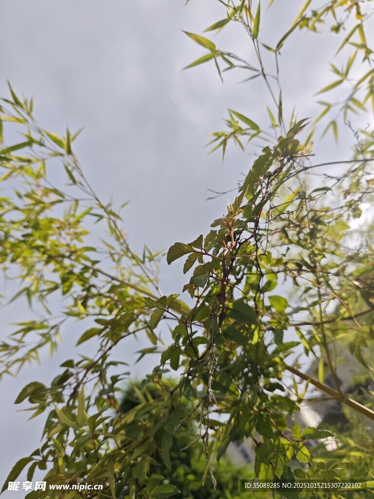 阳光下的翠绿竹子