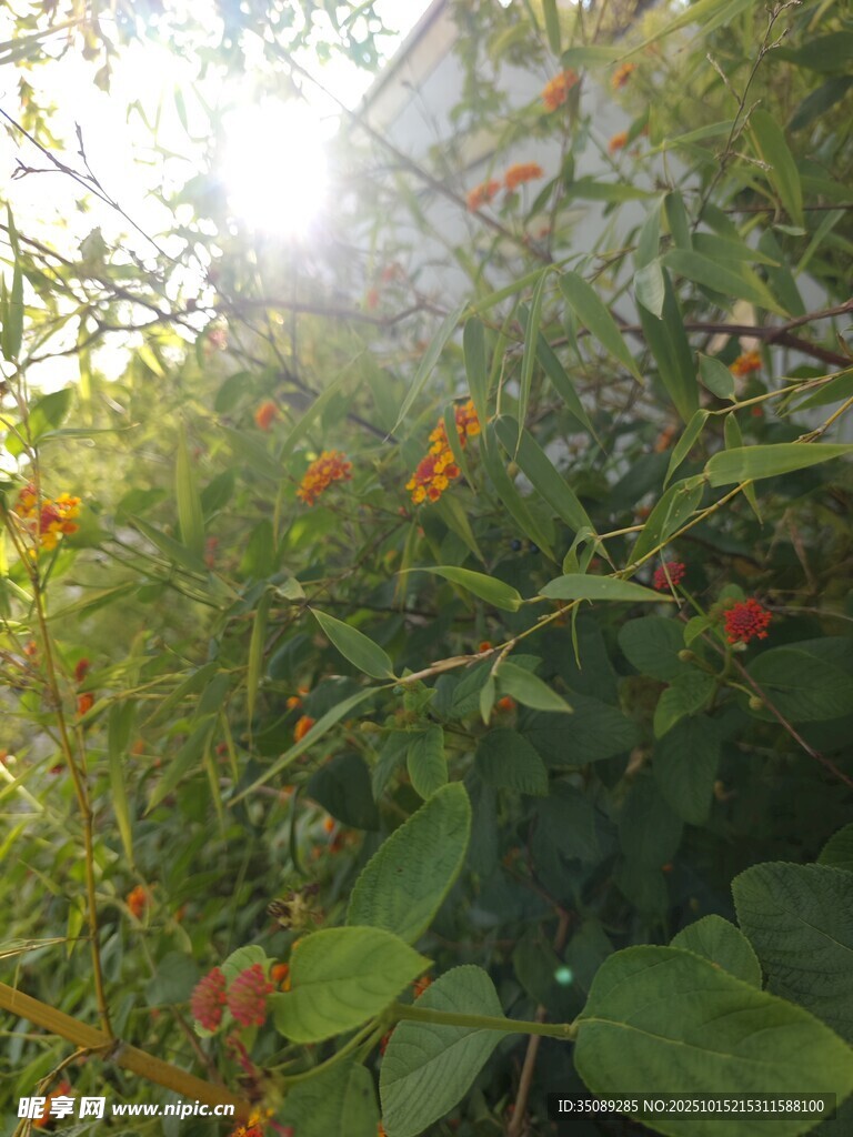 阳光下的繁茂绿植花卉