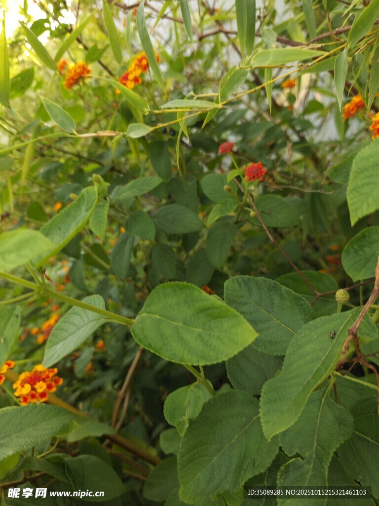 绿叶间的橙色小果实