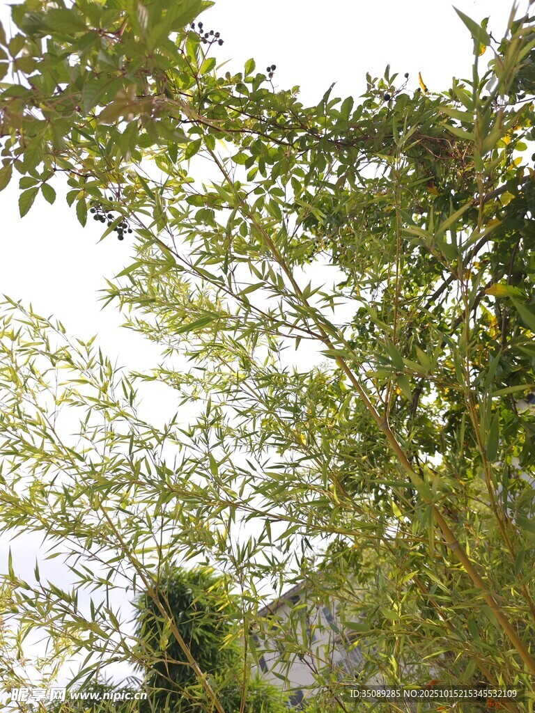 繁茂绿树景观