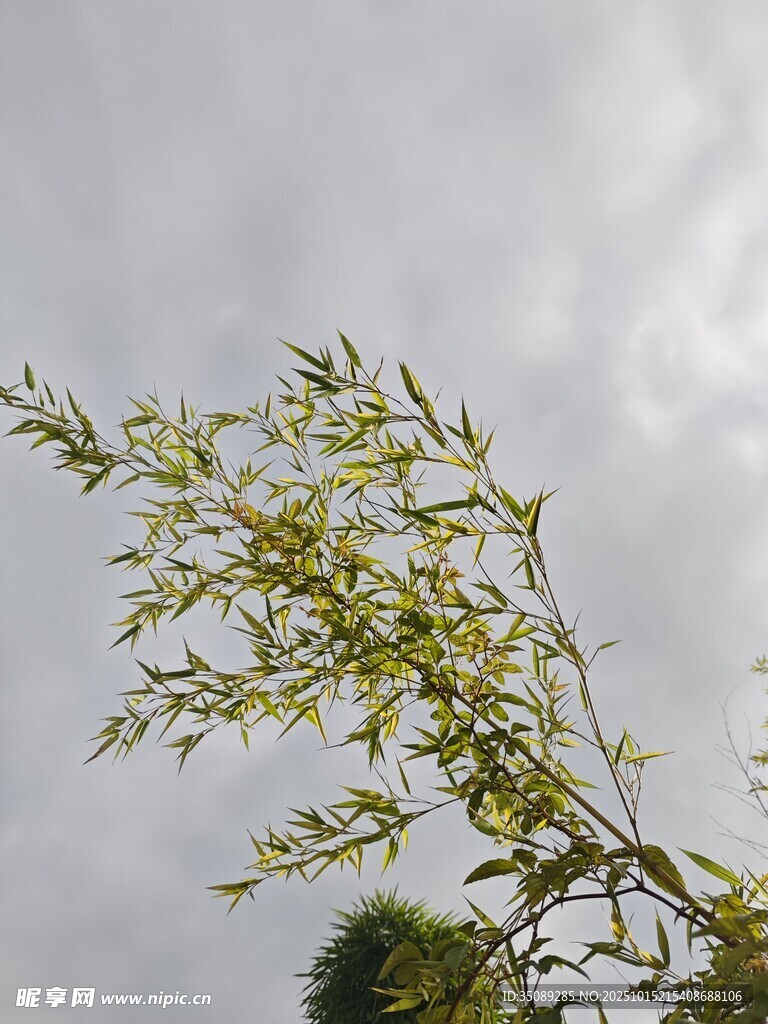 枝头嫩叶映灰蒙天空