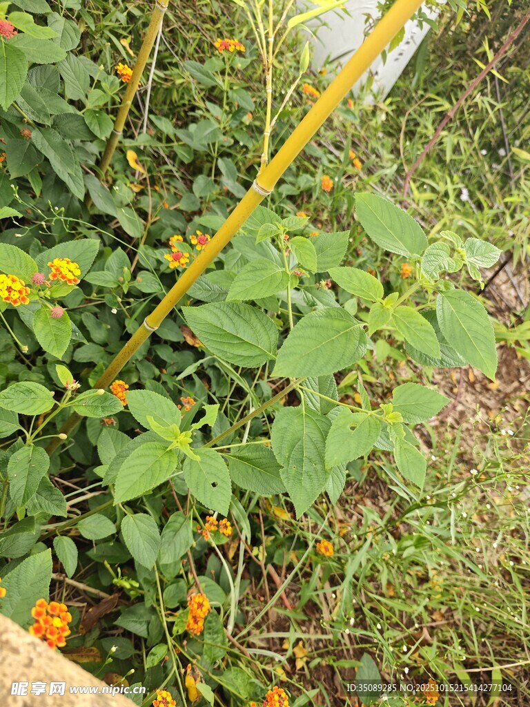 绿叶丛中的黄色小花