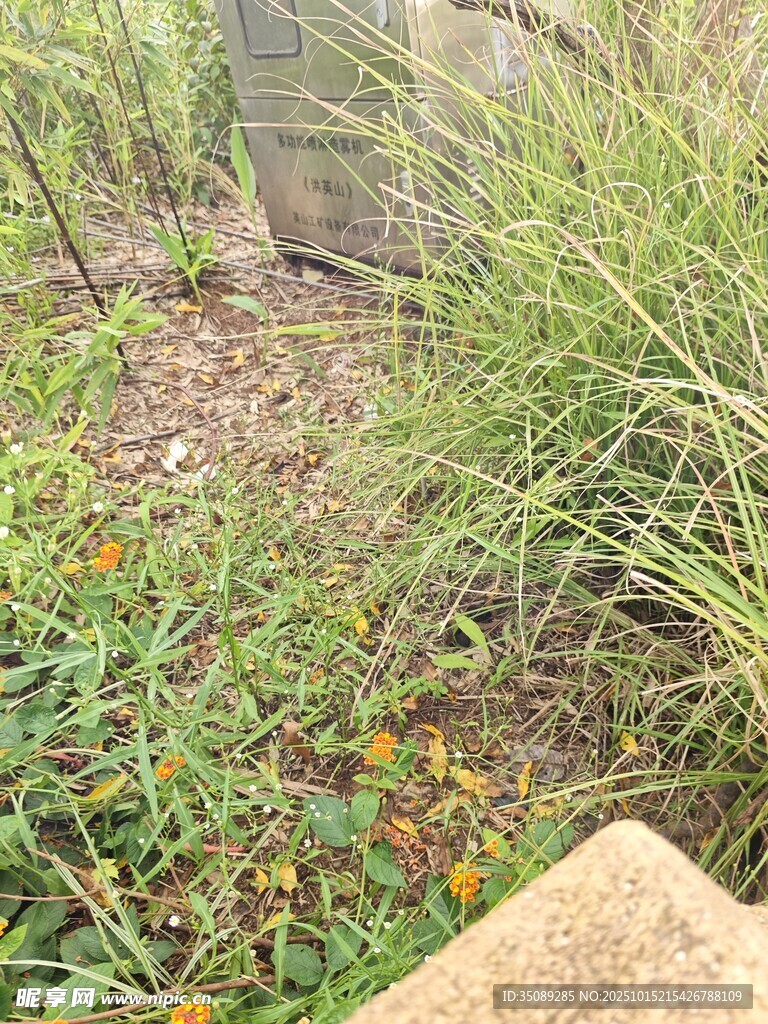 户外草地植物景观