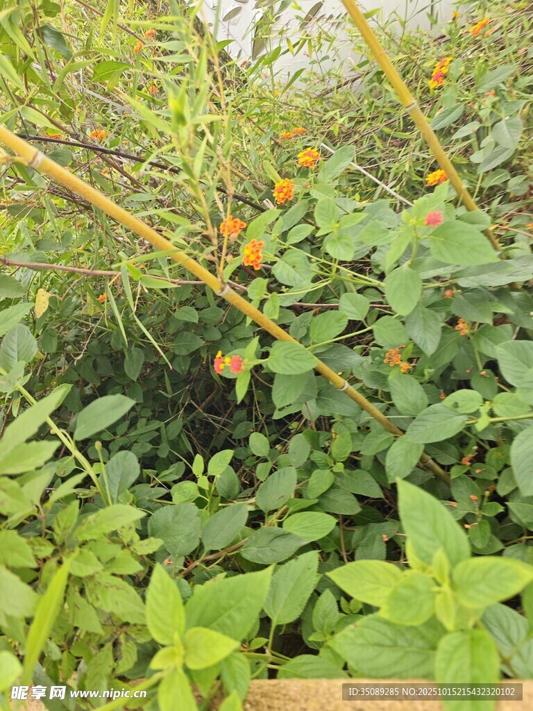 绿叶间的橙色果实