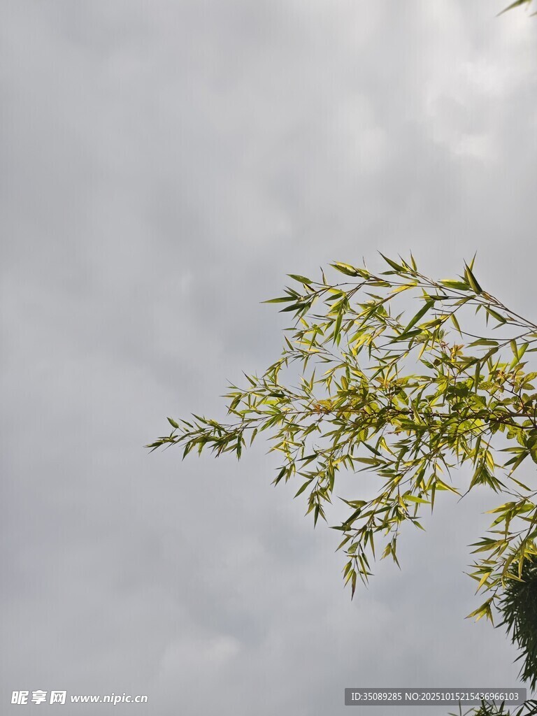 枝头嫩叶映灰白天空