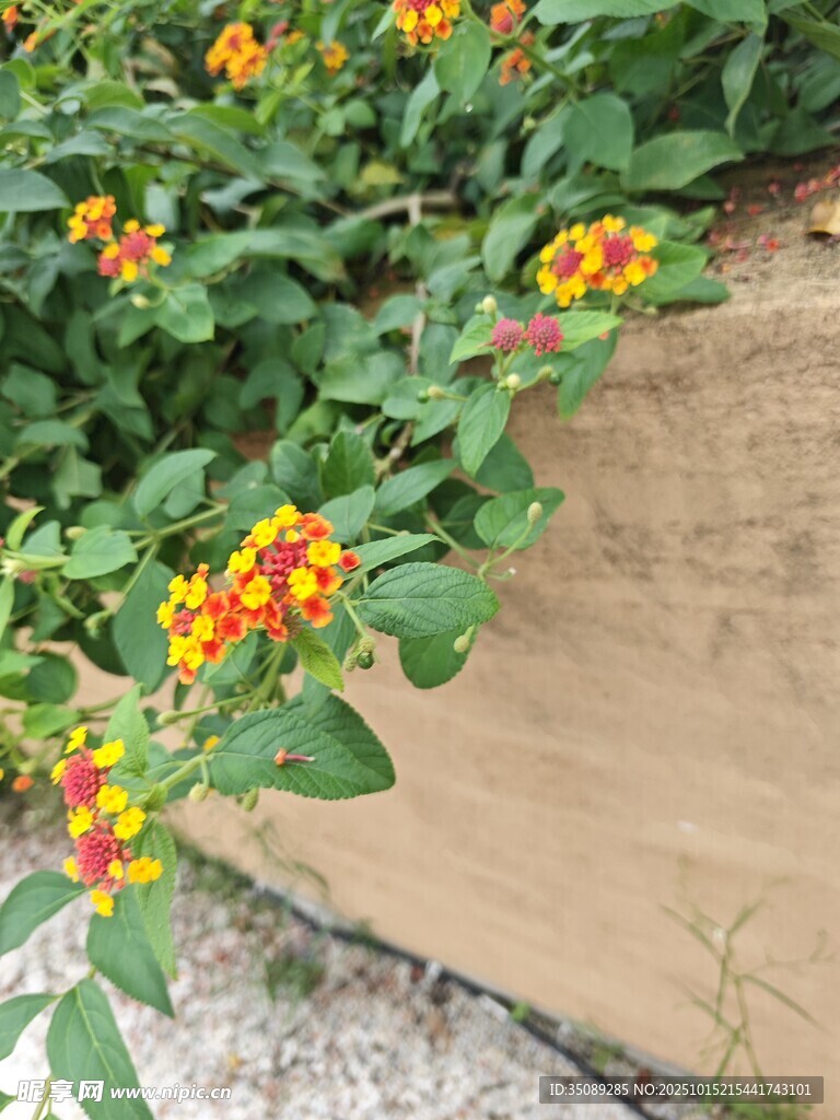 墙边绽放的多彩花卉