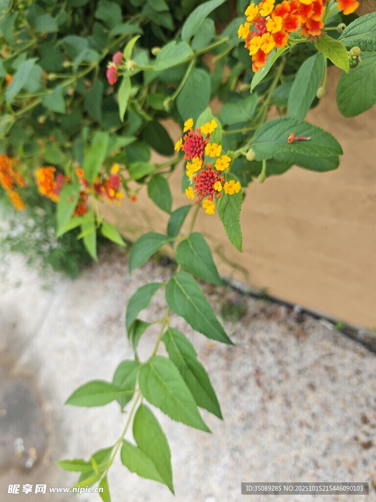 垂挂的多彩花卉与绿叶