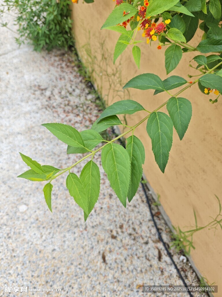 墙边翠绿枝叶生机盎然
