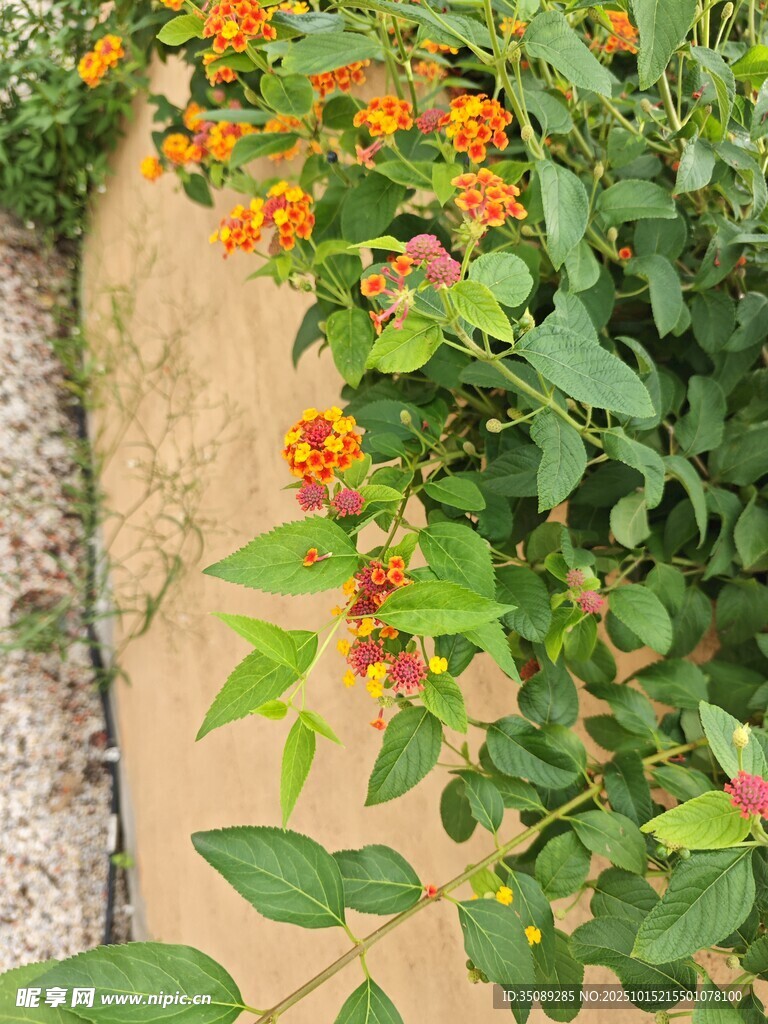 小径旁多彩绽放的花卉