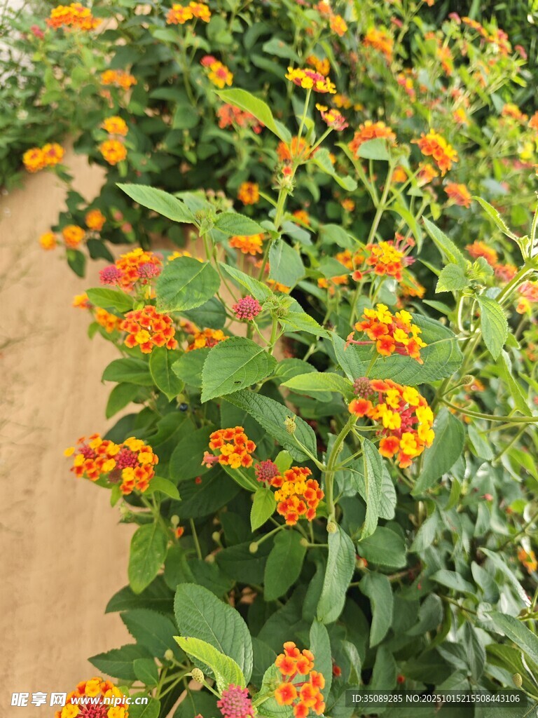 橙黄花卉沿径盛放