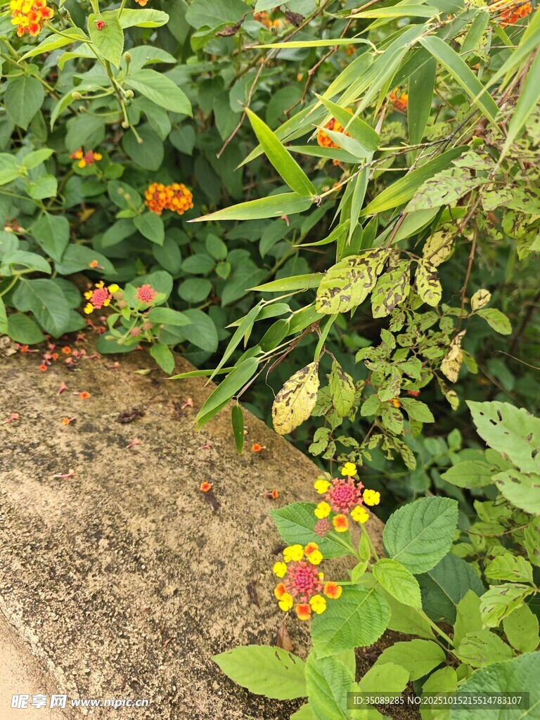 小径旁绽放的多彩小花