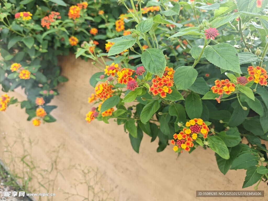 墙边绽放的多彩花卉