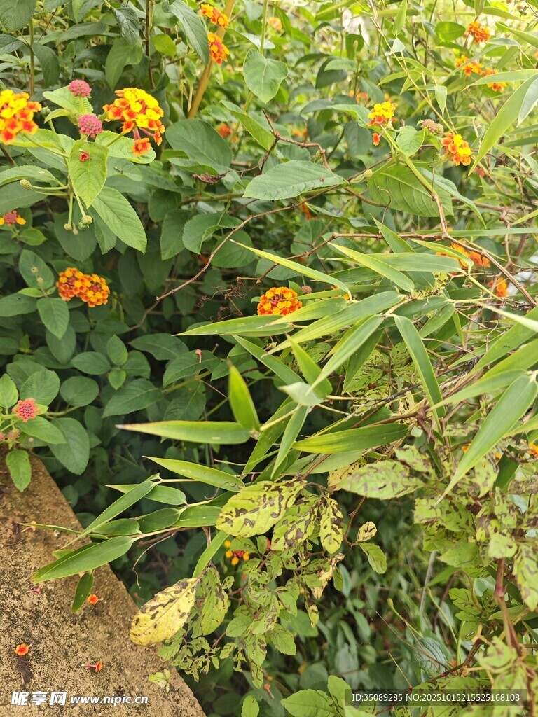 花丛绿意盎然的自然景象