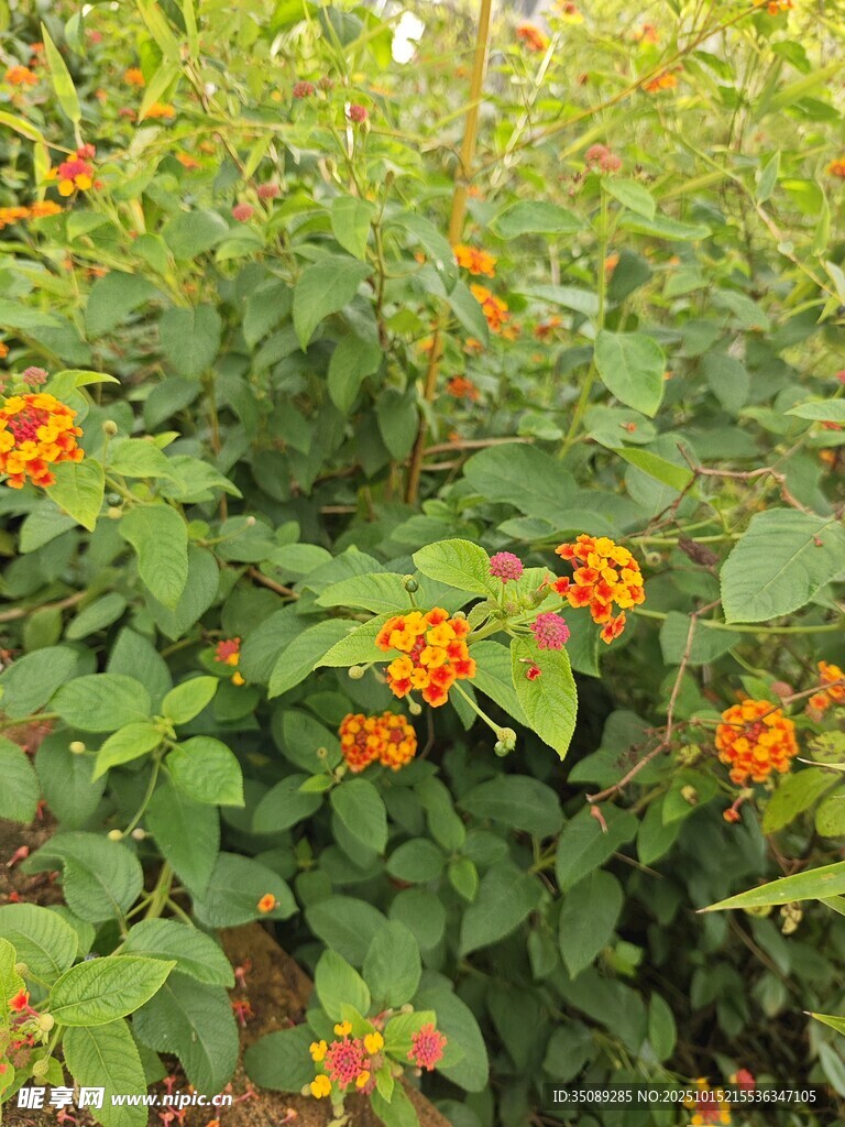 鲜艳橘色花朵与绿叶景观