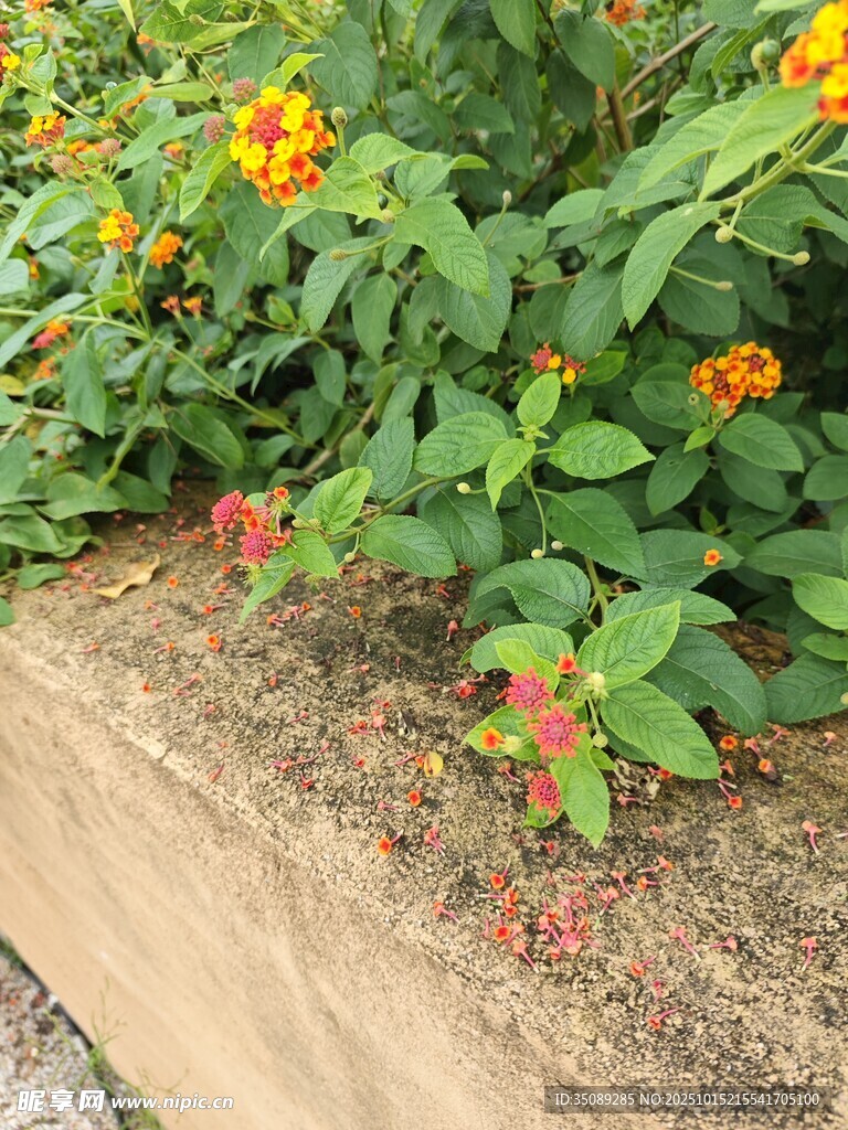 墙边绽放的多彩花卉