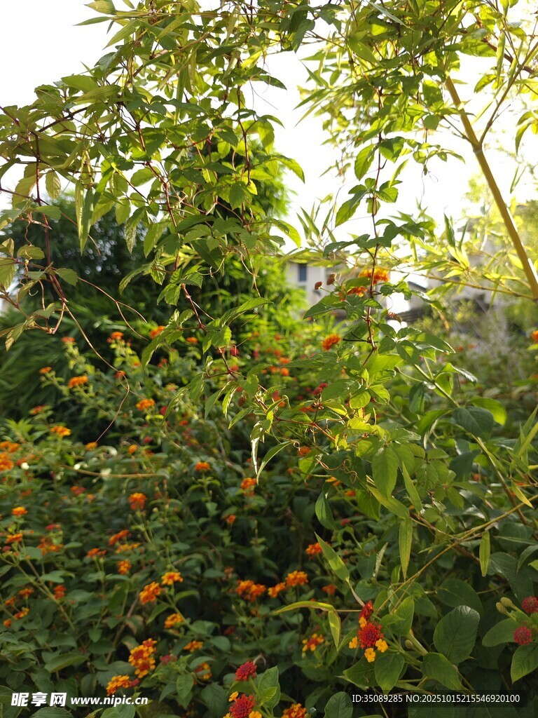 繁茂绿植间的鲜艳果实