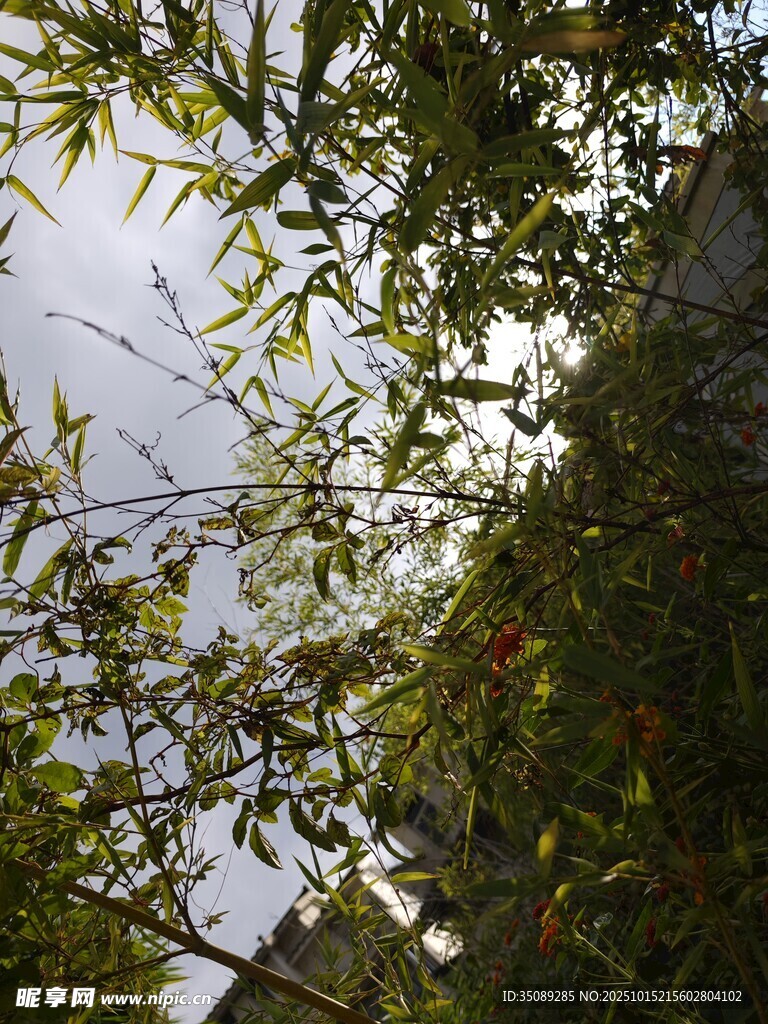 透过枝叶看天空