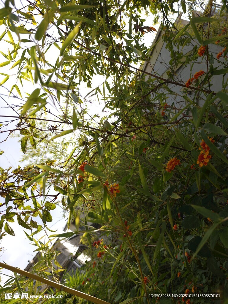 绿叶间的橙色小花