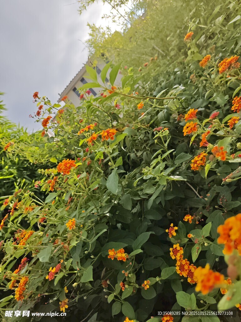 橙色花卉繁茂于绿植间