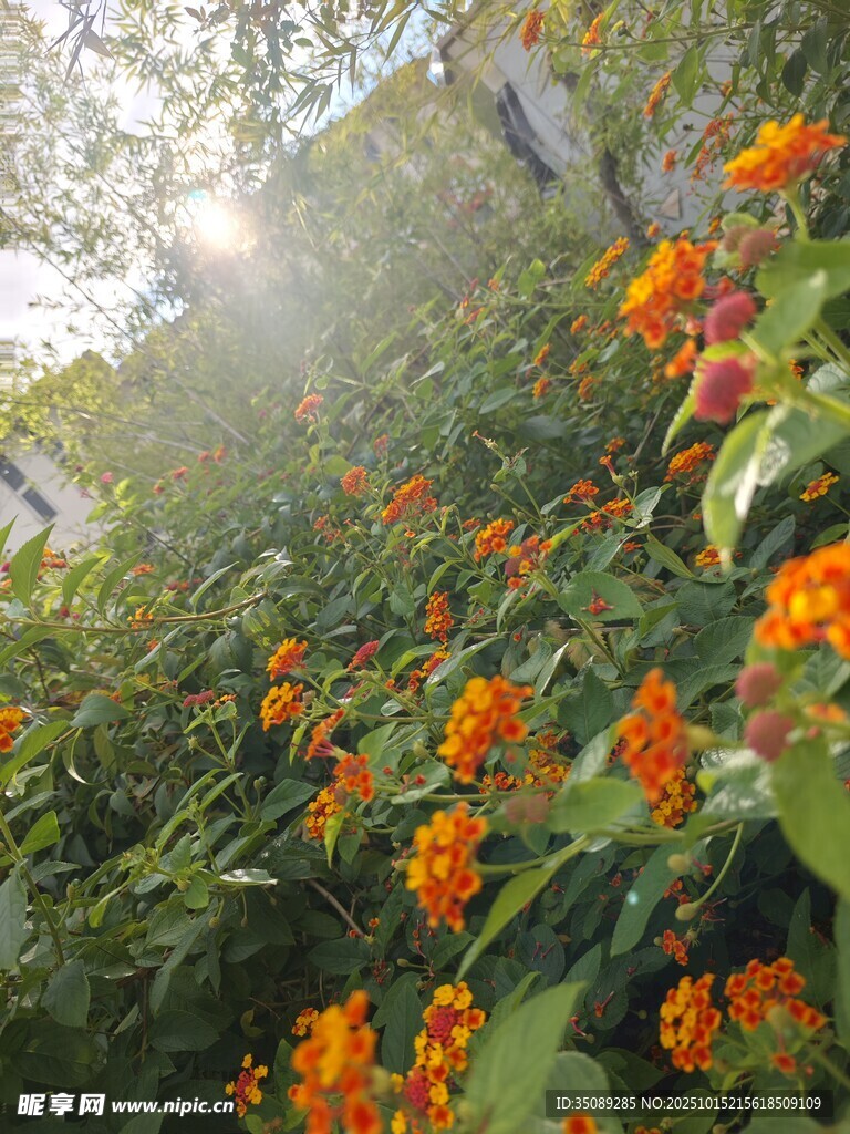 阳光下绽放的艳丽橙花