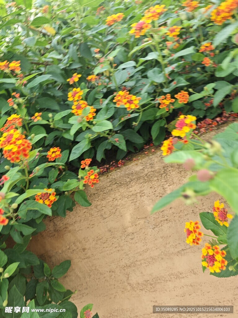 小径旁绽放的多彩花卉