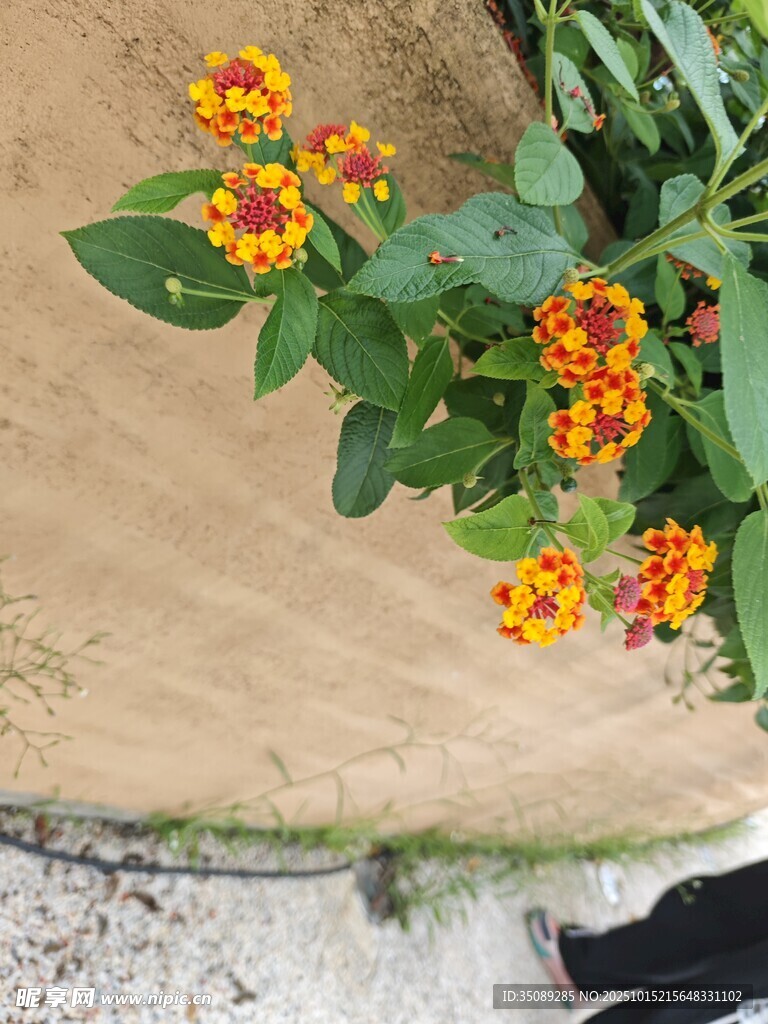 橙黄小花绽放绿叶间